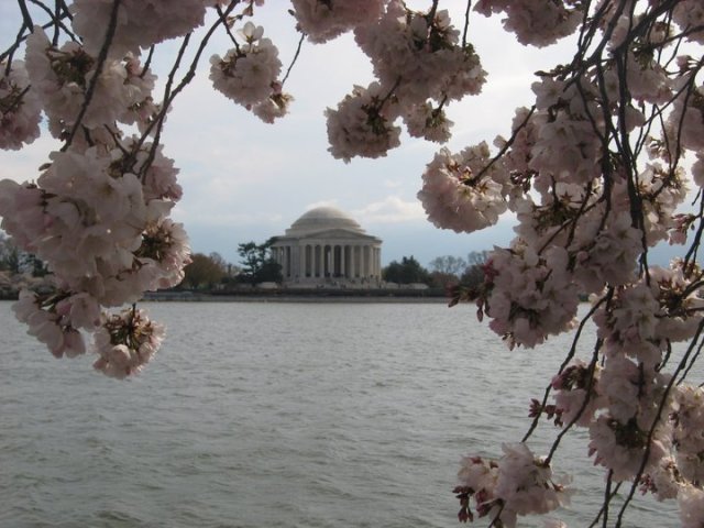 One of my favorite views of the Cherry Blossoms has always been how they beautifully frame the Jefferson Memorial!